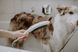 Ручний душ HANSGROHE DOGSHOWER 26640670, чорний матовий 86111 фото 9