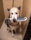Ручной душ HANSGROHE DOGSHOWER 26640700, белый матовый 86885 фото 12