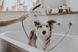Ручной душ HANSGROHE DOGSHOWER 26640700, белый матовый 86885 фото 8