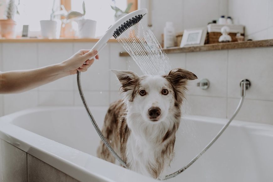 Ручной душ HANSGROHE DOGSHOWER 26640700, белый матовый 86885 фото
